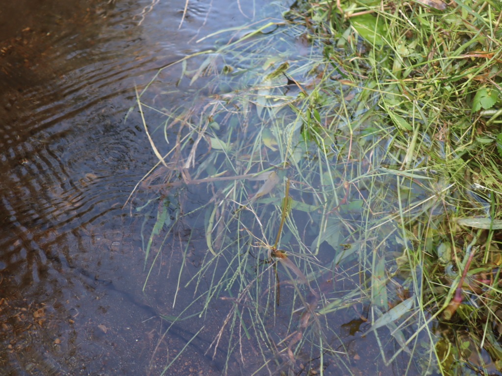 タイコウチなどが潜んでいる草溜り_タガメの里 タガメの命をつなぐ用水路_2022年9月29日14時20分頃_気温29度